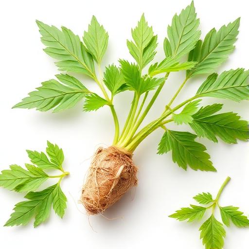Stinging Nettle Root